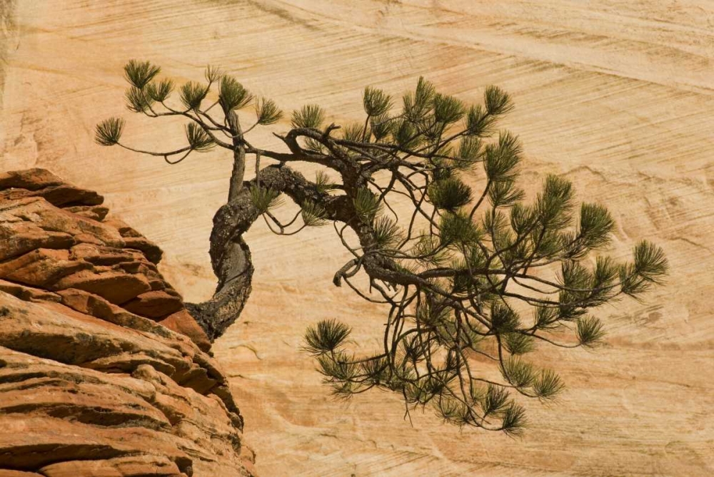 Art Print: Utah, Zion NP Pine tree growing out of red rocks