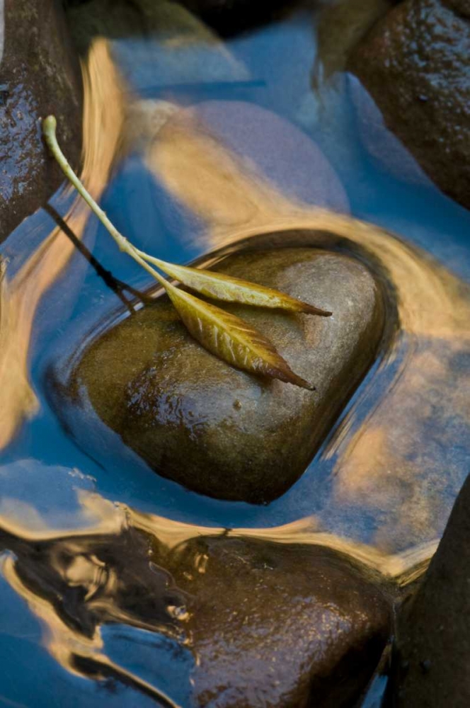 Art Print: USA, Utah, Zion NP Leaf on rock in water