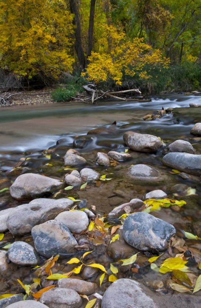 Art Print: Utah, Zion NP The Narrows with fallen leaves
