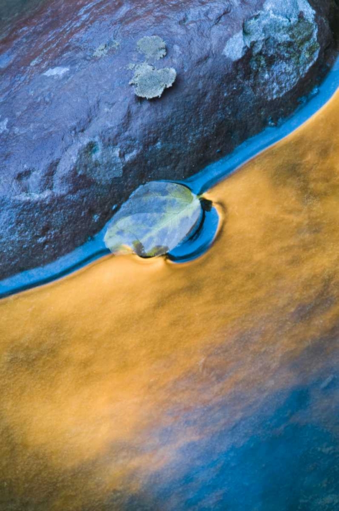 Art Print: Utah, Zion NP Fall reflections in Pine Creek