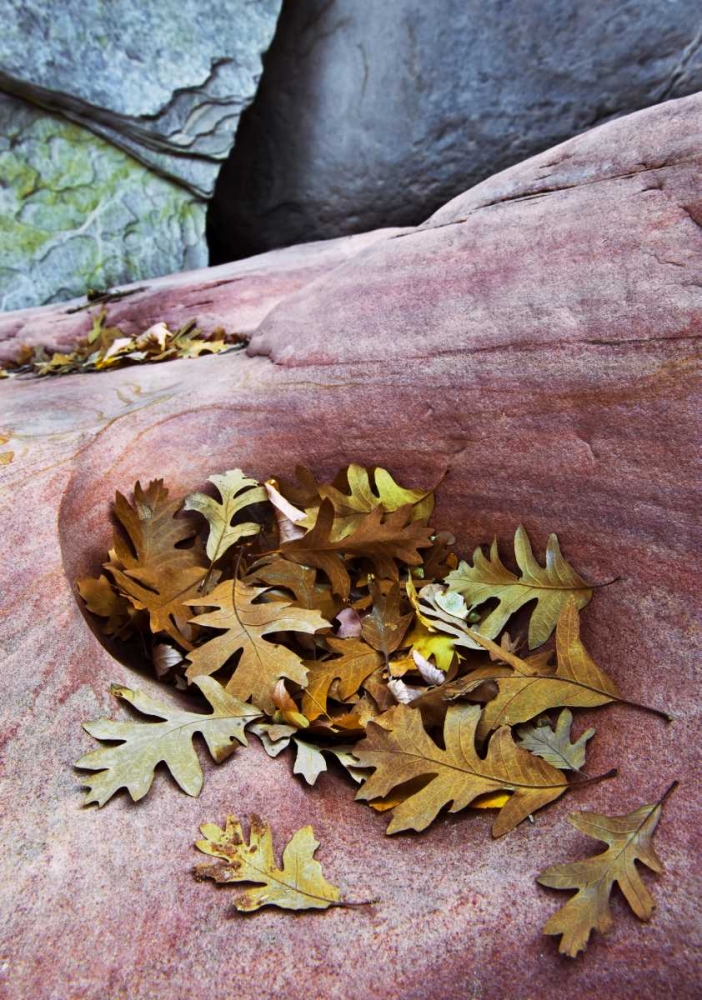 Art Print: Utah, Zion NP Gambel oak leaves on red rock