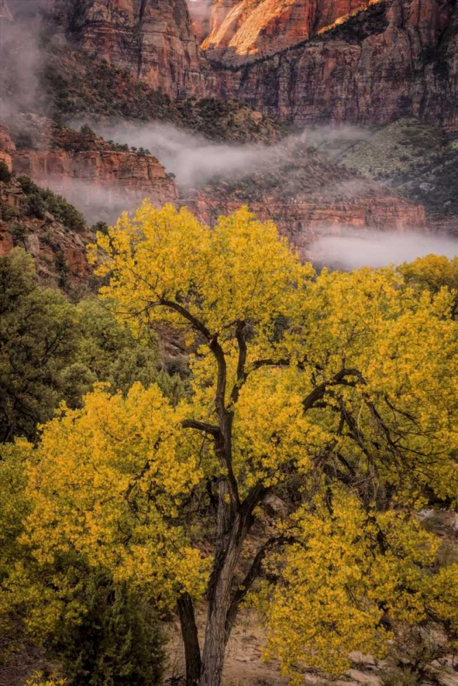 Art Print: USA, Utah, Zion NP Foggy autumn landscape