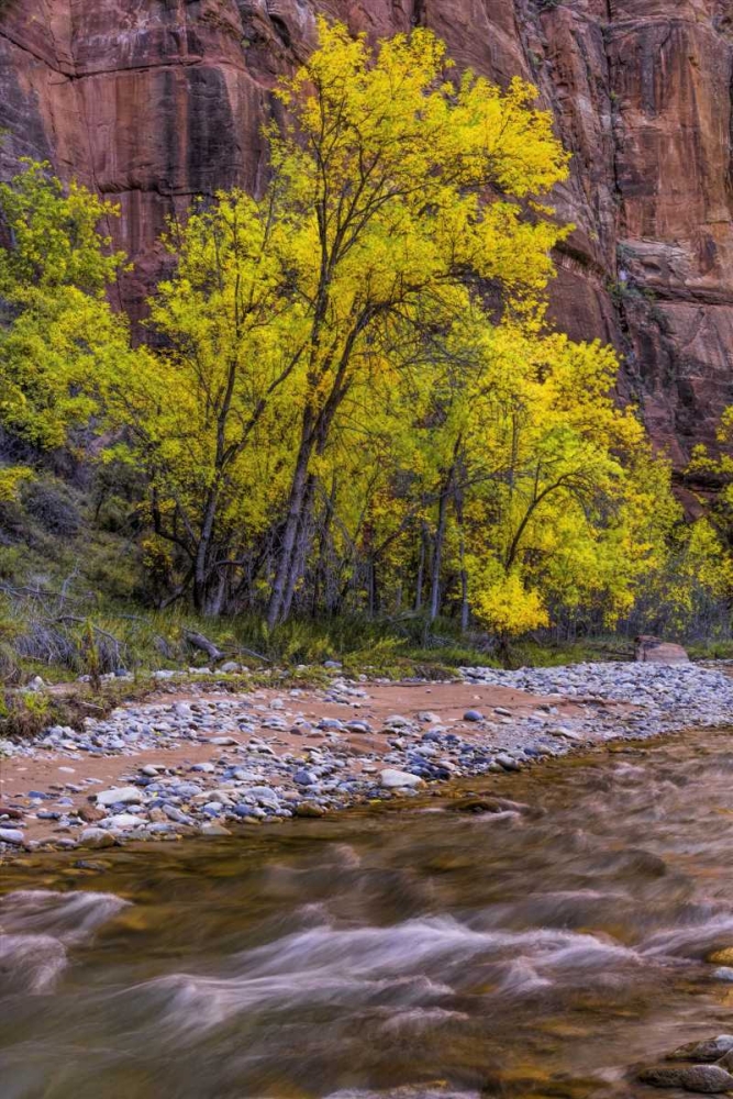 Art Print: USA, Utah, Zion NP Stream in autumn scenic