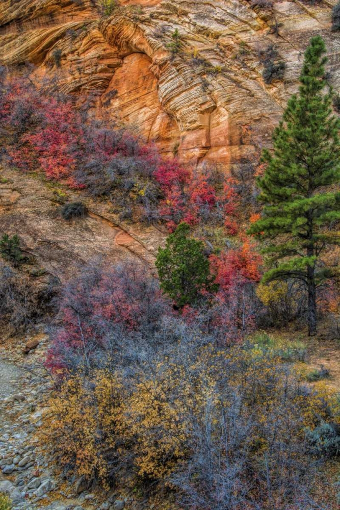 Art Print: USA, Utah, Zion NP Autumn scenic