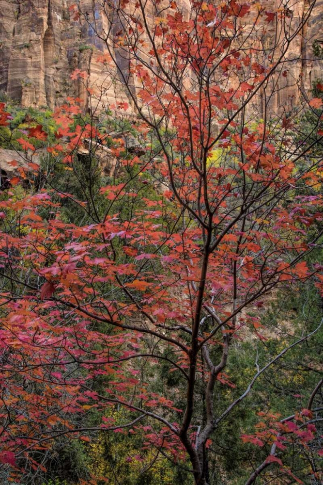 Art Print: USA, Utah, Zion NP Autumn scenic
