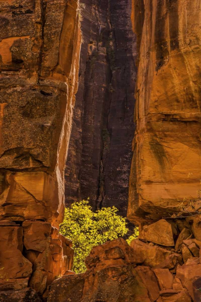 Art Print: USA, Utah, Zion NP Tree and cliff