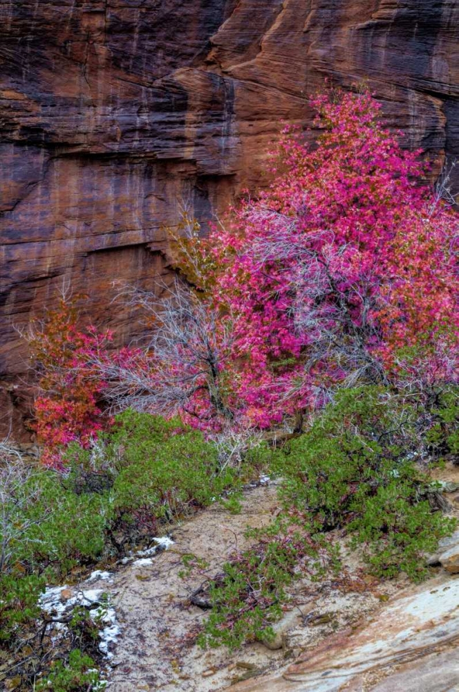 Art Print: USA, Utah, Zion NP Cliff and autumn scenic