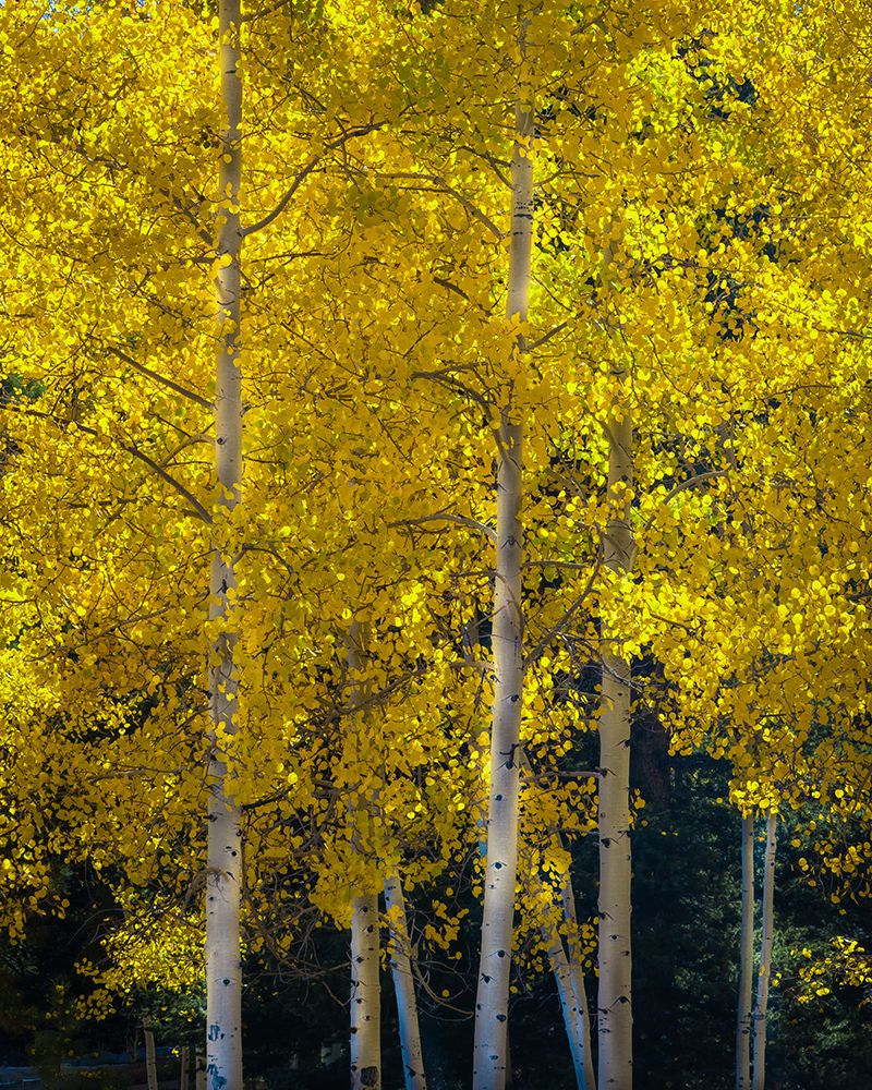 Art Print: USA-Utah-Capital Reef National Park Aspen trees in sunlit yellow color