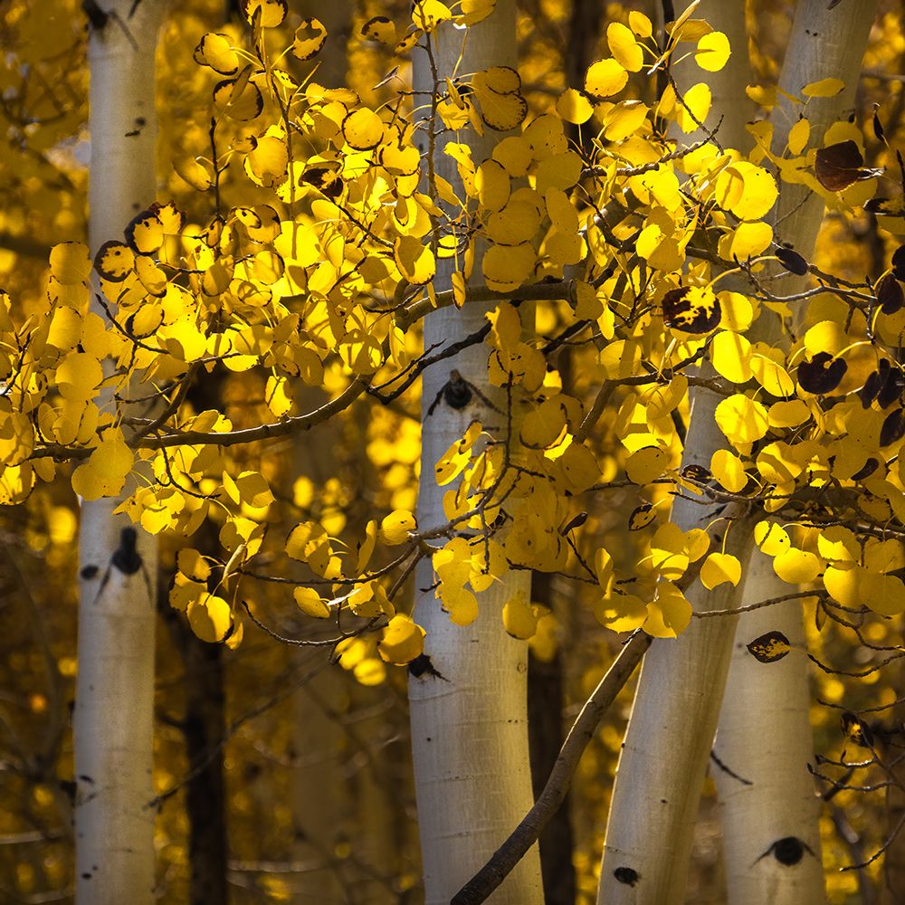 Art Print: USA-Utah-Capital Reef National Park Close-up of aspen trees in sunlit yellow color