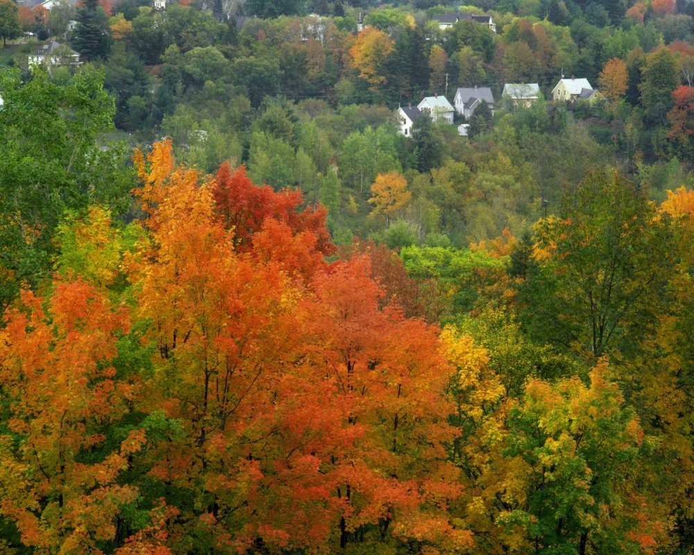 Art Print: Vermont, St Johnsbury Hillside Trees and homes