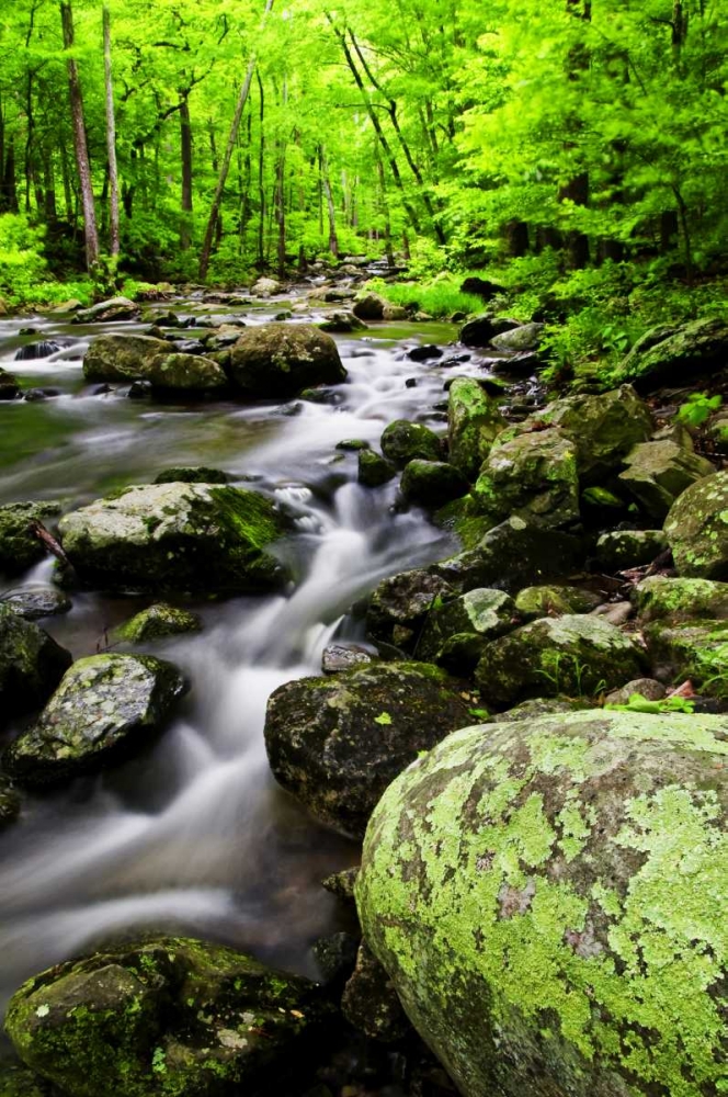 Art Print: Virginia, Shenandoah NP Creek in the forest