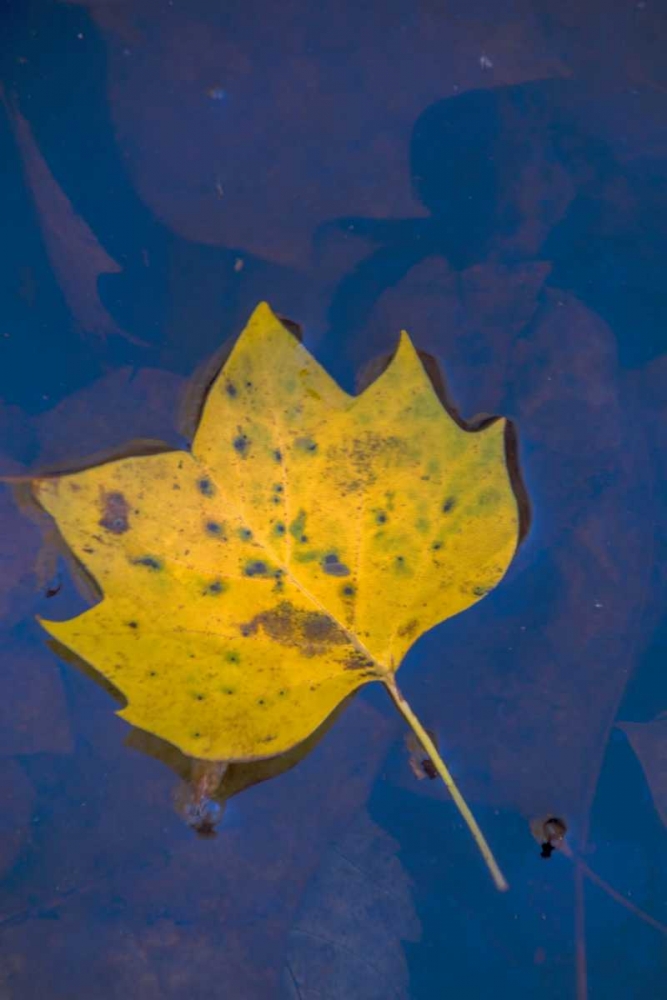 Art Print: USA, Virginia, McLean Leaf in pond