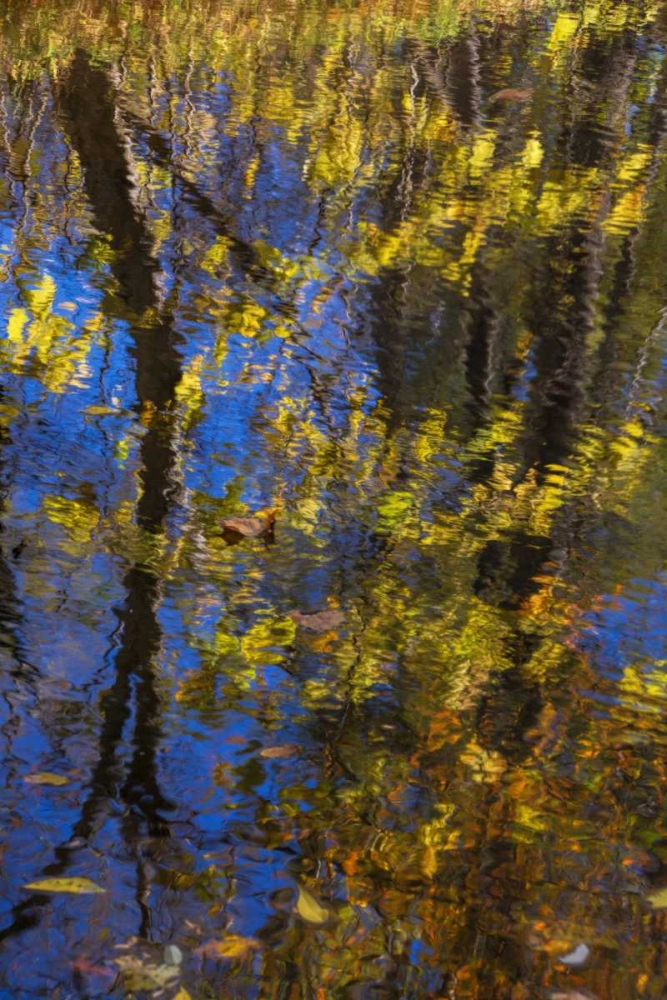 Art Print: Virginia, McLean Scenic in Great Falls SP