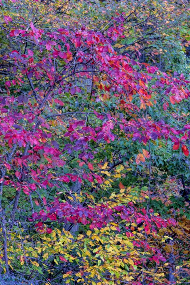 Art Print: Virginia, McLean Scenic in Great Falls SP