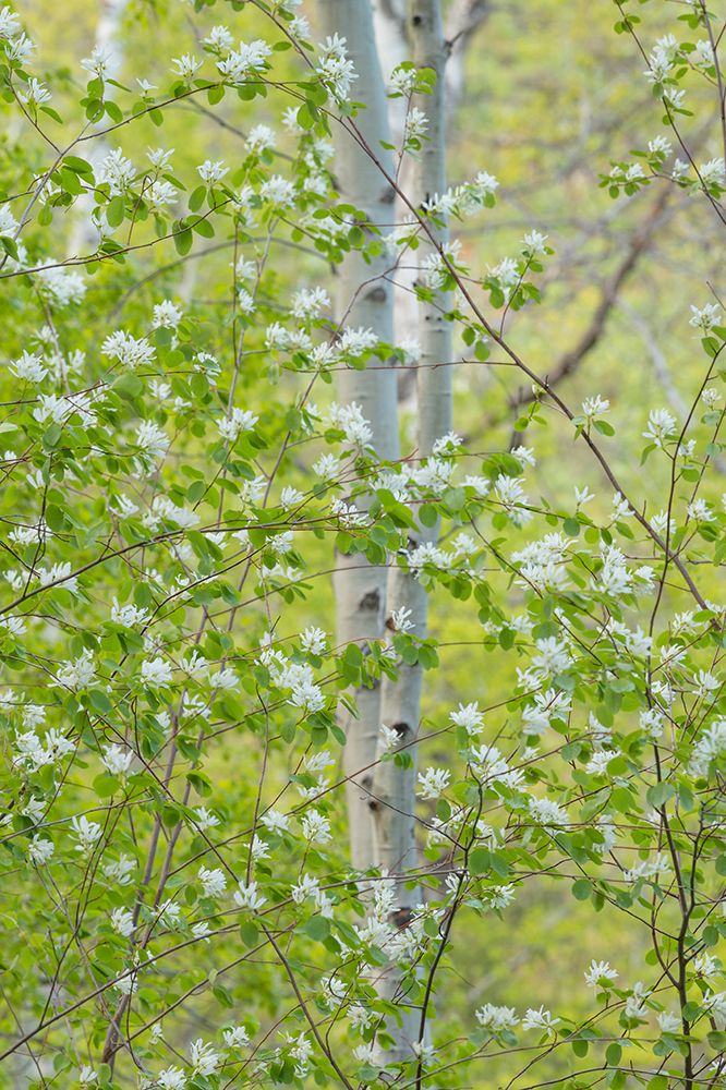 Art Print: Serviceberry flowers and Aspens-Okanogan National Forest-North Cascades-Washington State