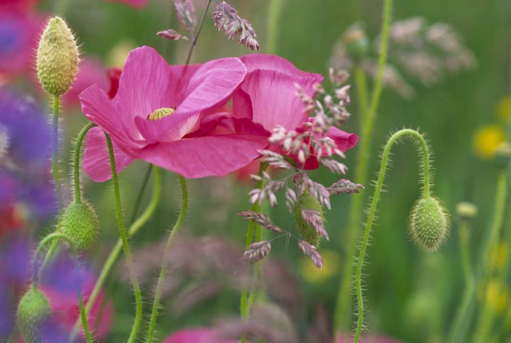 Art Print: Washington, Bellingham, Shirley poppies