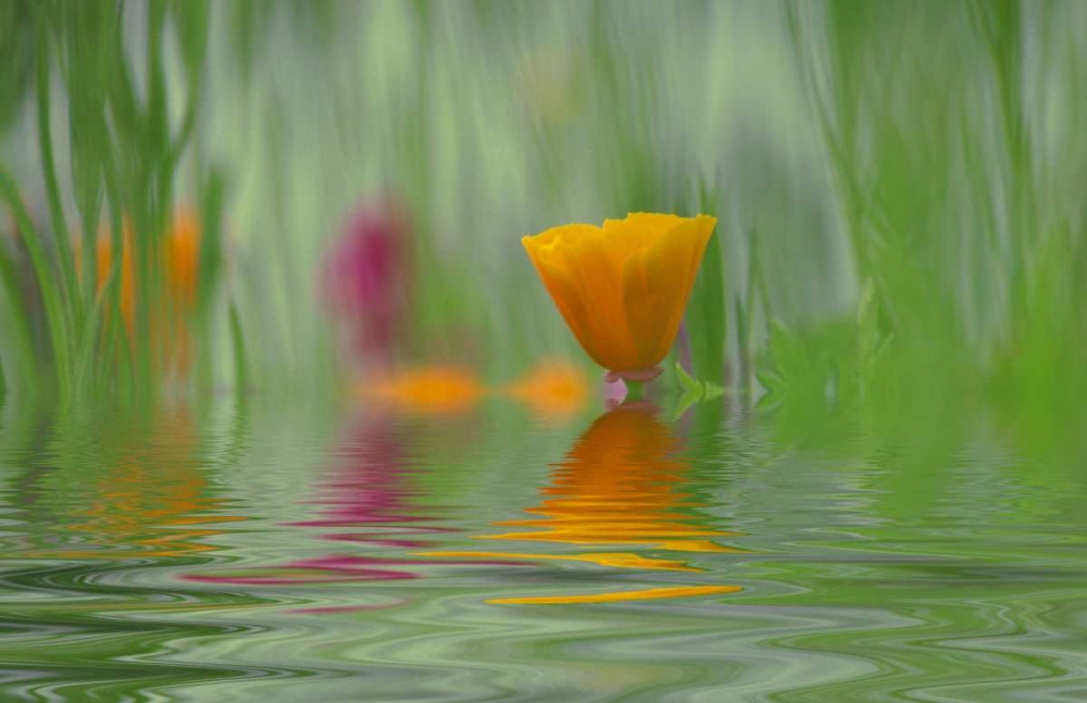 Art Print: WA, Abstract of California poppy in water