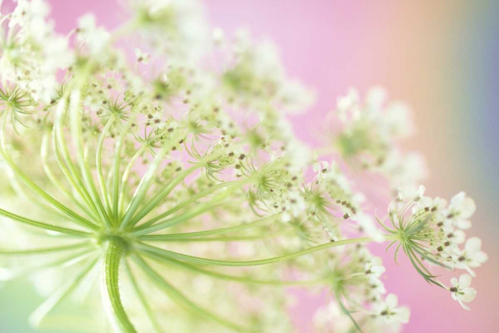 Art Print: Washington, Cow parsnip flower