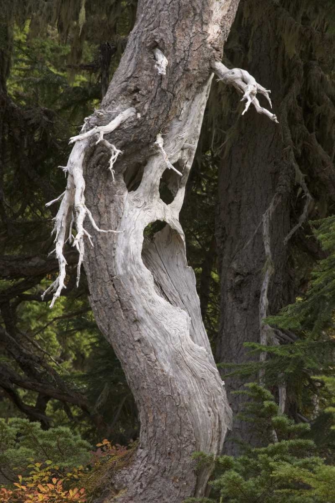 Art Print: Washington, Mount Rainier NP Spooky ghost tree