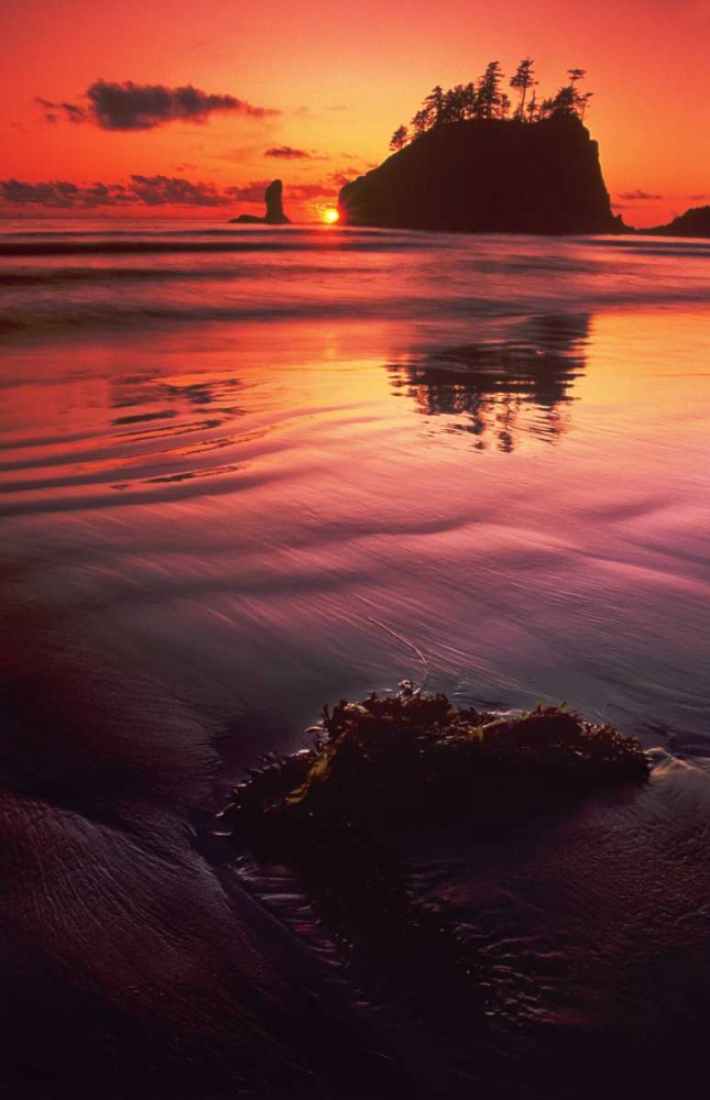 Art Print: WA, Olympic NP Sunset over sea stacks