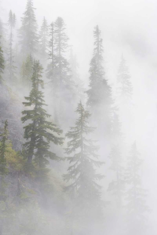 Art Print: WA, Mt Baker Wilderness, Dense fog blanket