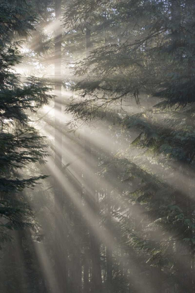 Art Print: WA, Seabeck God rays illumine tree branches