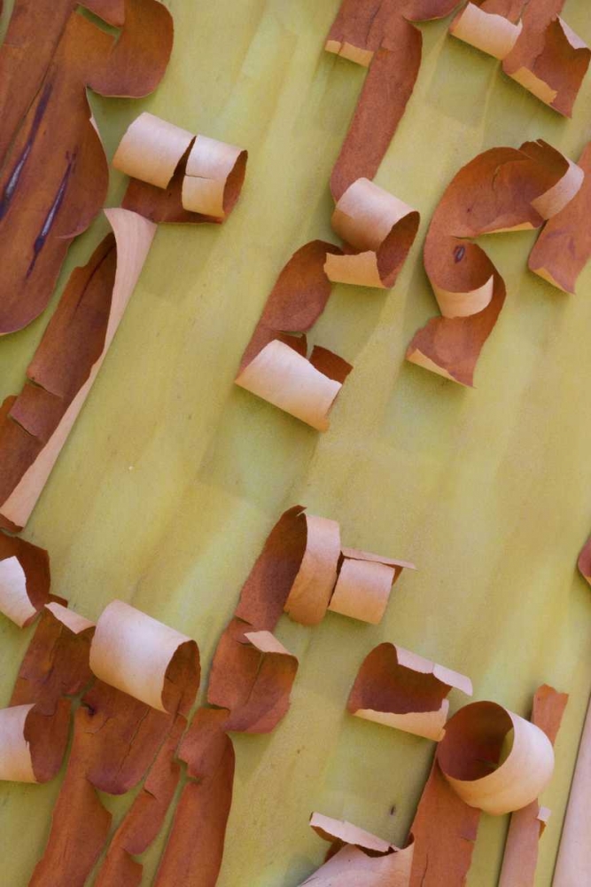 Art Print: WA, Port Townsend Pacific madrone bark detail