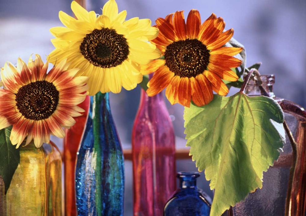 Art Print: USA, Washington, Bellingham