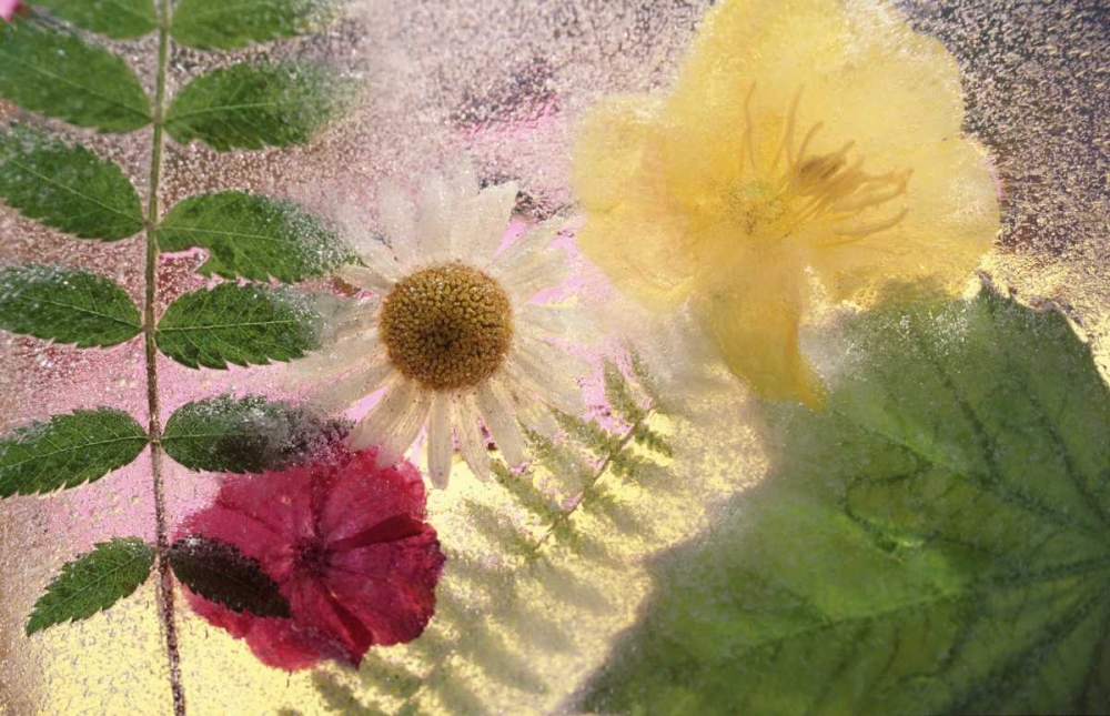 Art Print: USA, Washington, Bellingham