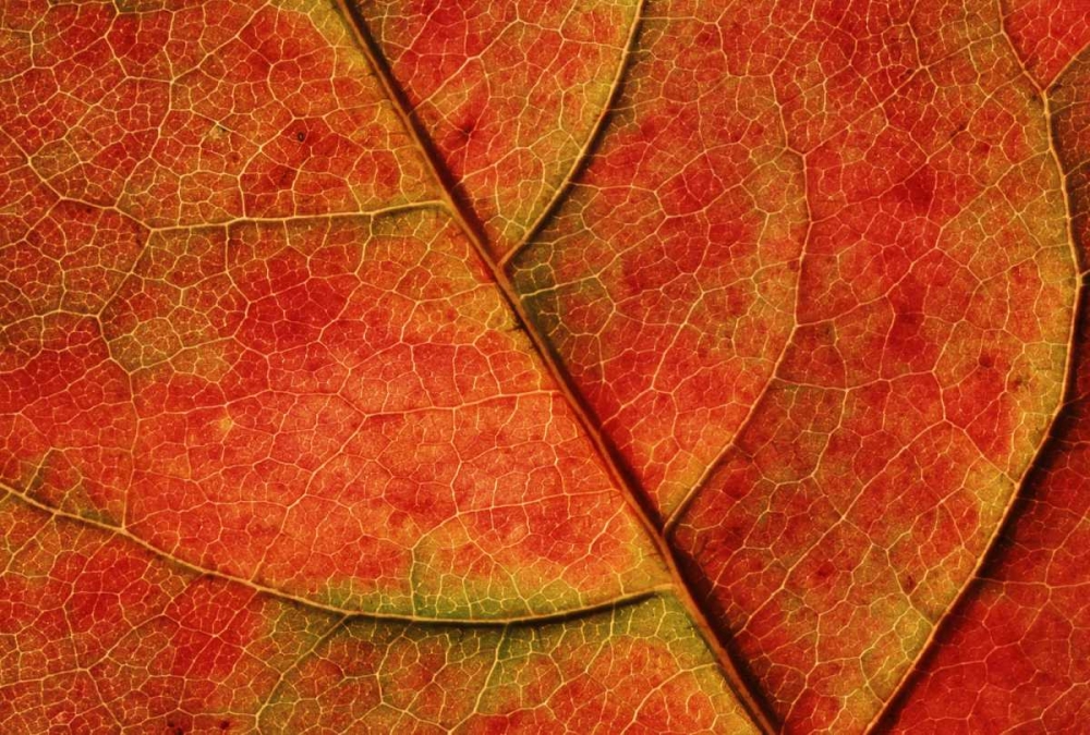 Art Print: WA, Bellingham Dogwood leaf with veins in fall