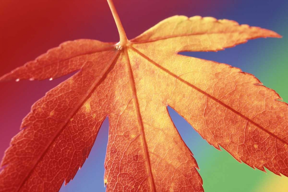 Art Print: USA, Washington, Bellingham