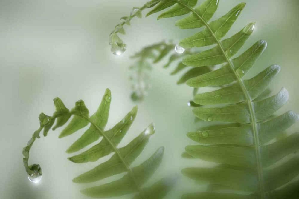 Art Print: Washington, Seabeck Close-up of dewy deer ferns