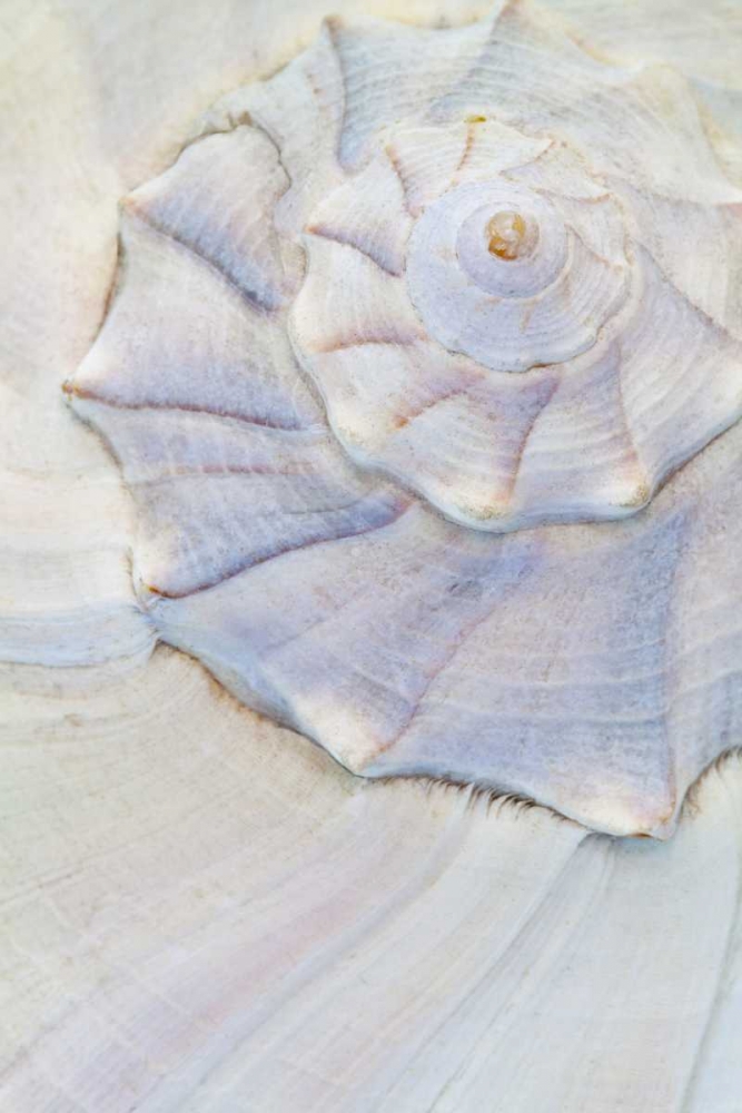 Art Print: USA, Washington Close-up of pastel seashell