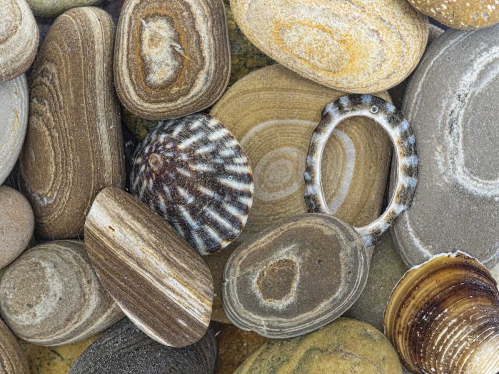 Art Print: Washington, Seabeck Beach stones and shells