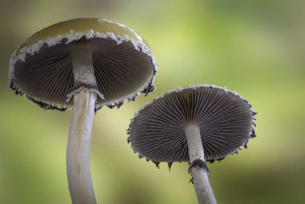 Art Print: Washington, Seabeck Underside of mushrooms