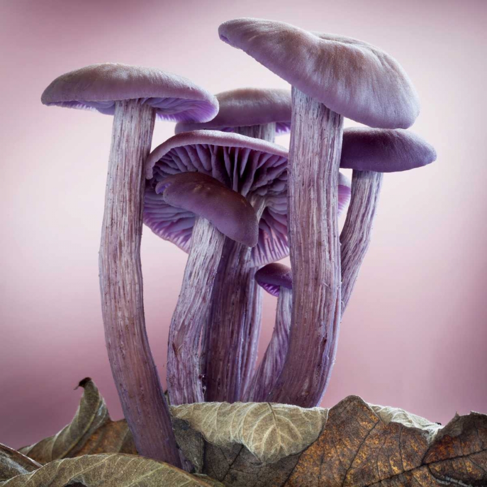 Art Print: Washington, Seabeck Group of mushrooms