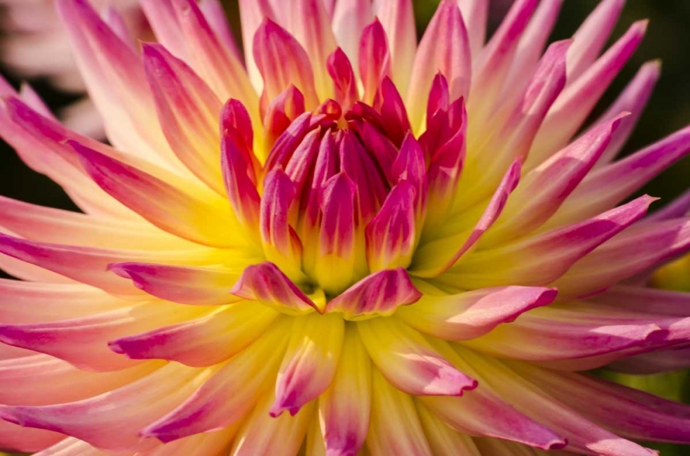 Wall Art Painting id:134222, Name: USA, Washington Detail of dahlia flower, Artist: Shimlock, Jones