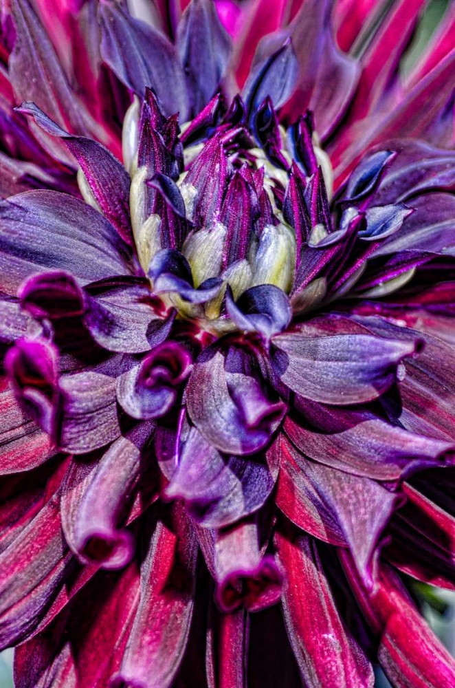 Wall Art Painting id:134224, Name: USA, Washington Detail of dahlia flower, Artist: Shimlock, Jones