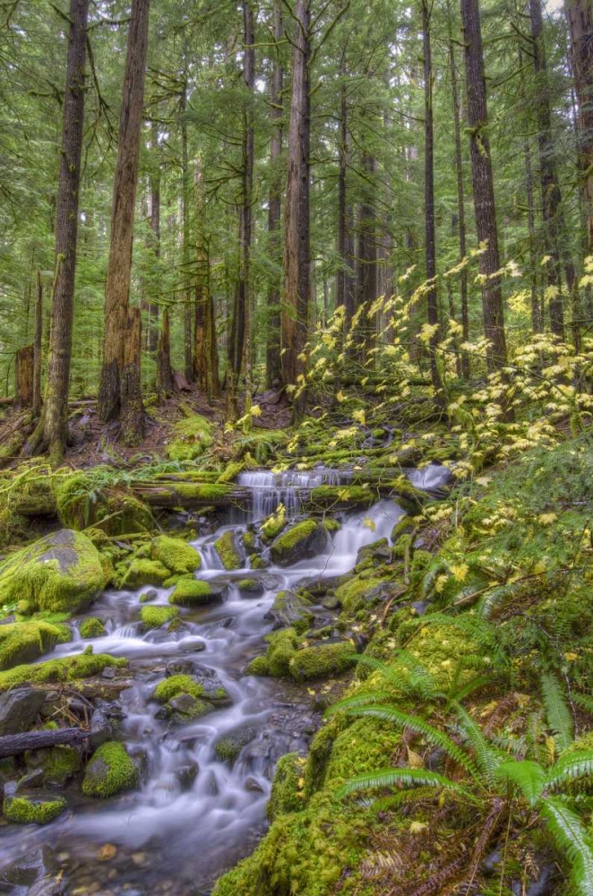 Wall Art Painting id:134478, Name: USA, Washington Cascading stream in Olympia NP, Artist: Shimlock, Jones
