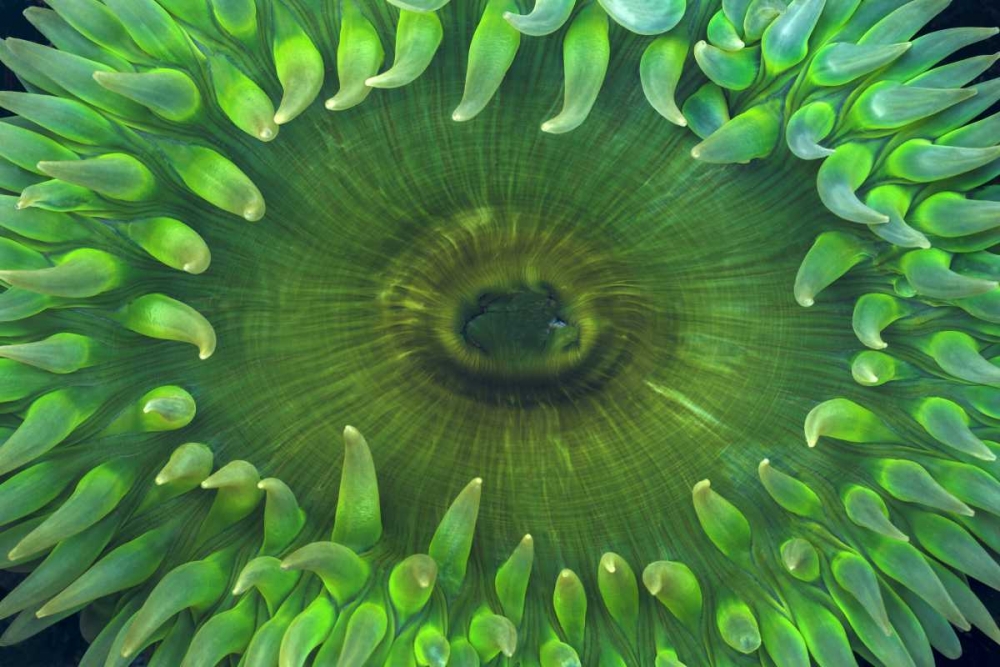 Art Print: USA, Washington Close-up of sea anemone