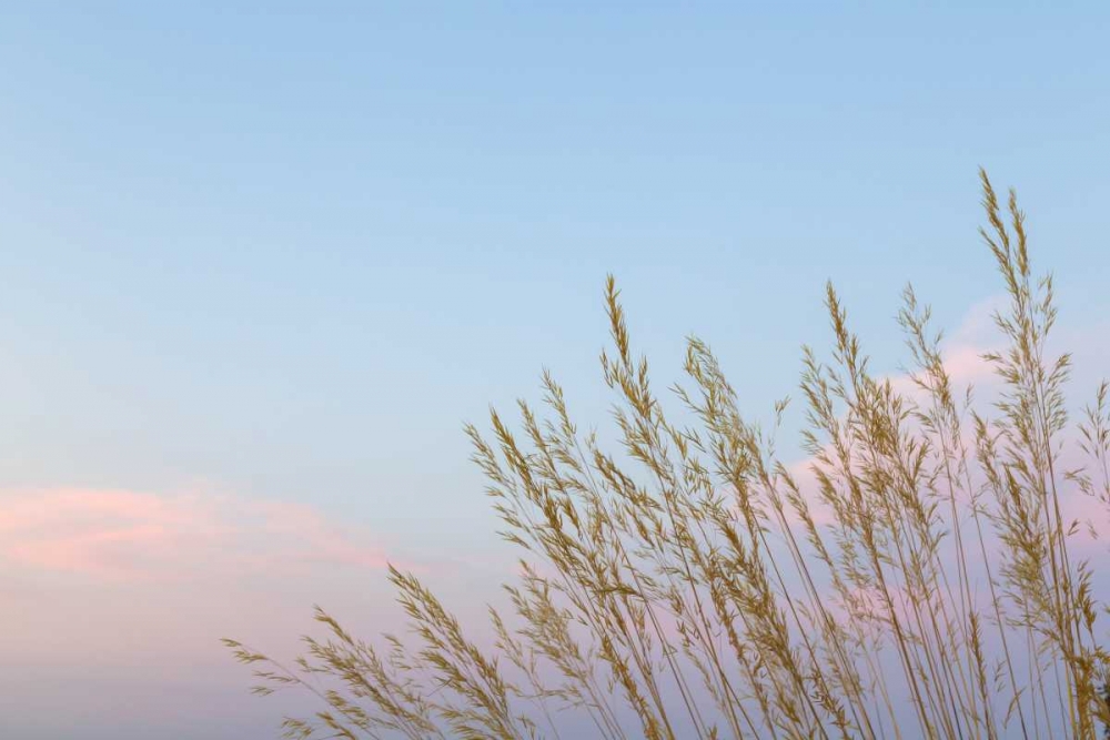 Art Print: Washington, Seabeck Grasses at sunset