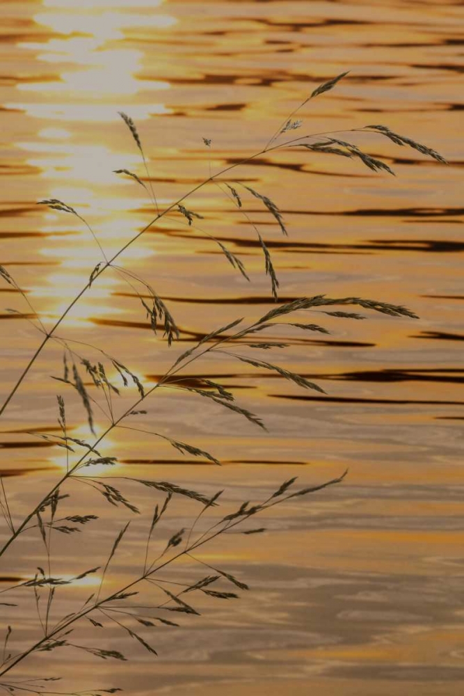 Art Print: Washington Sunset on water and grasses