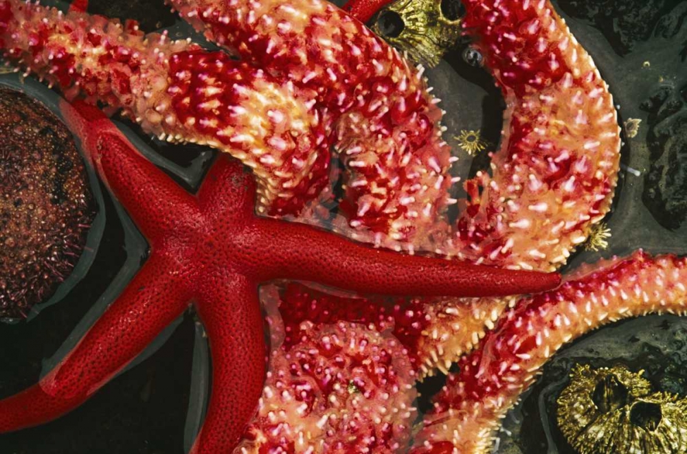 Art Print: WA, Tongue Point Seastars in tide pool