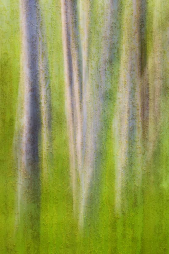 Art Print: USA, Washington State Alder tree abstract