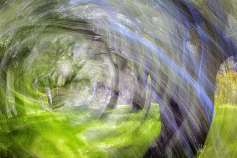 Art Print: Mexico, Tecate Motion blurred outside abstract