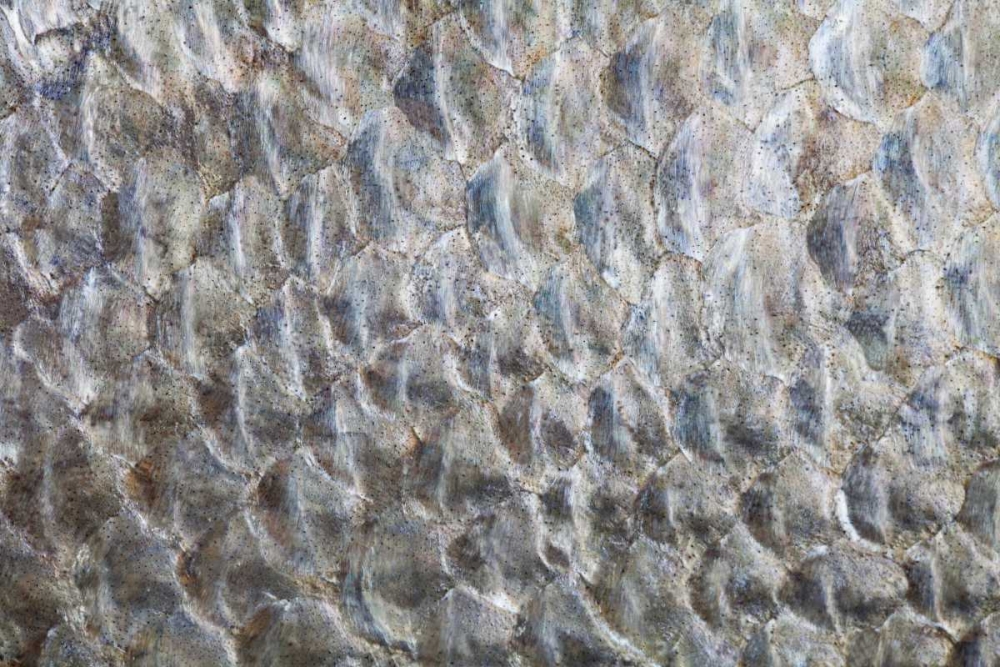 Art Print: USA, Washington Detail abstract of fish scales
