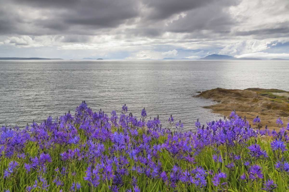 Art Print: Washington Camas blooms on Sucia Island