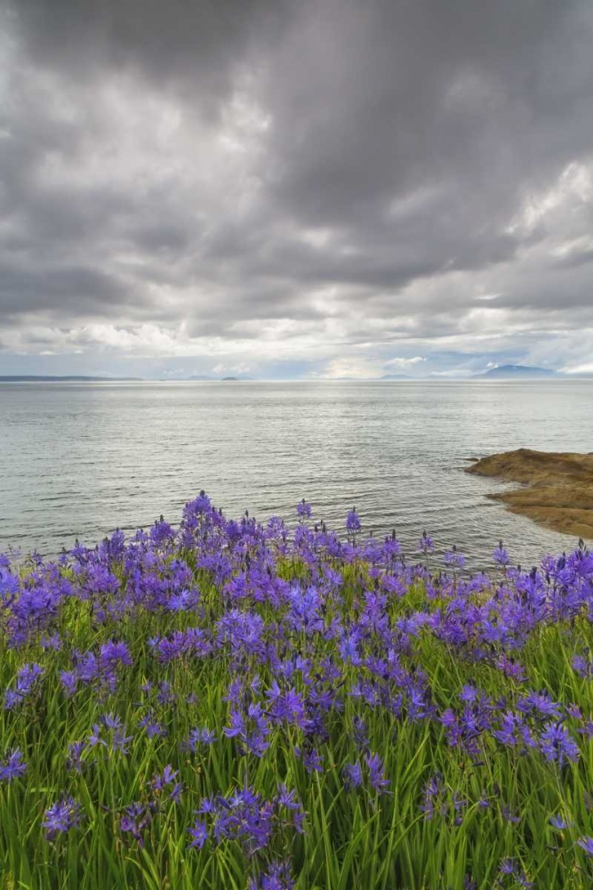 Art Print: Washington Camas blooms on Sucia Island