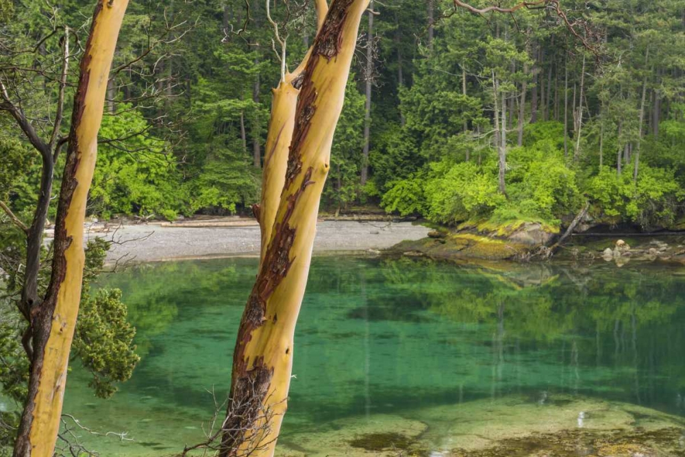 Art Print: Washington Secluded bay on Sucia Island