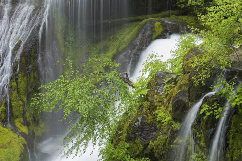 Art Print: Washington Spring Panther Creek Waterfall